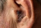 DID YOU KNOW3 that if hair grows on your ears, it’s because your body is…. Read more